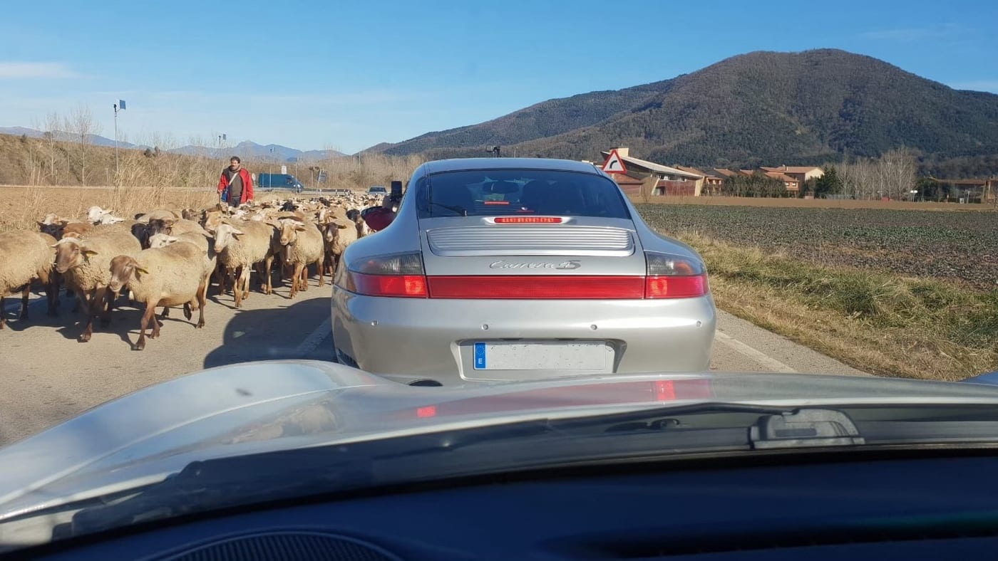 Un ramat d'ovelles talla la carretera davant d'un 996 Carrera 4S plata, al IV Endurance
